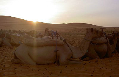 Kamelit aavikolla